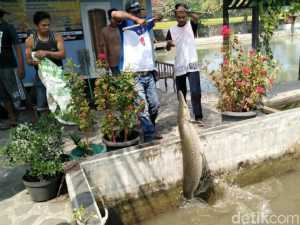 Cerita Pemilik Ikan Aligator di Pangandaran yang akan Dimusnahkan