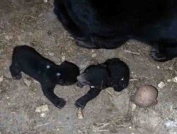Duh Lucunya, Dua Bayi Beruang Madu Lahir di Lembah Hijau