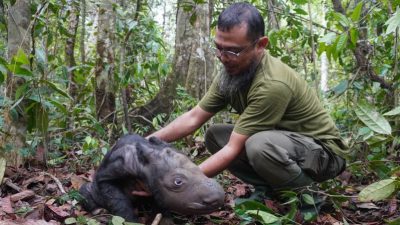 Bayi Badak Sumatra yang Langka Lahir di Taman Nasional Way Kambas