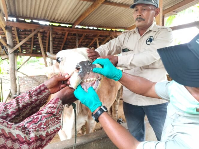 
 Pengendalian PMK Diperkuat, Pemprov Lampung Genjot Vaksinasi dan Edukasi Peternak Jelang Idul Adha 2026