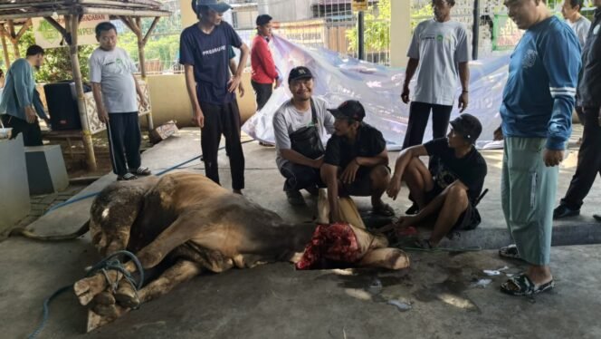 
 Masjid Al Iman Rajabasa Sembelih 18 Hewan Qurban, Wujud Kepedulian dan Kebersamaan