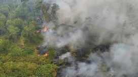 Kebakaran TN Way Kambas sepanjang 2026 tercatat 21 kejadian dengan luas sekitar 7.000 hektare. Dampak terhadap habitat satwa liar perlu terus dipantau.(DOK. TNWK )