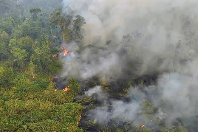 
 Kebakaran TN Way Kambas sepanjang 2026 tercatat 21 kejadian dengan luas sekitar 7.000 hektare. Dampak terhadap habitat satwa liar perlu terus dipantau.(DOK. TNWK )