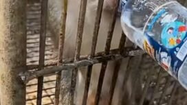Foto Tangkapan Layar Instagram Satulampung.id tentang satwa yang diduga kehausan dan kelaparan di Bumi Kedaton