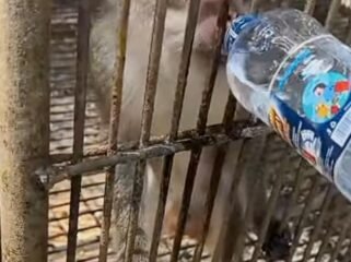 Foto Tangkapan Layar Instagram Satulampung.id tentang satwa yang diduga kehausan dan kelaparan di Bumi Kedaton