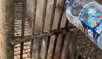 Foto Tangkapan Layar Instagram Satulampung.id tentang satwa yang diduga kehausan dan kelaparan di Bumi Kedaton