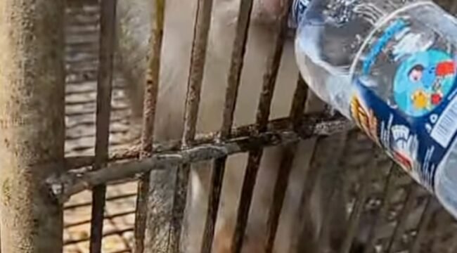 Foto Tangkapan Layar Instagram Satulampung.id tentang satwa yang diduga kehausan dan kelaparan di Bumi Kedaton