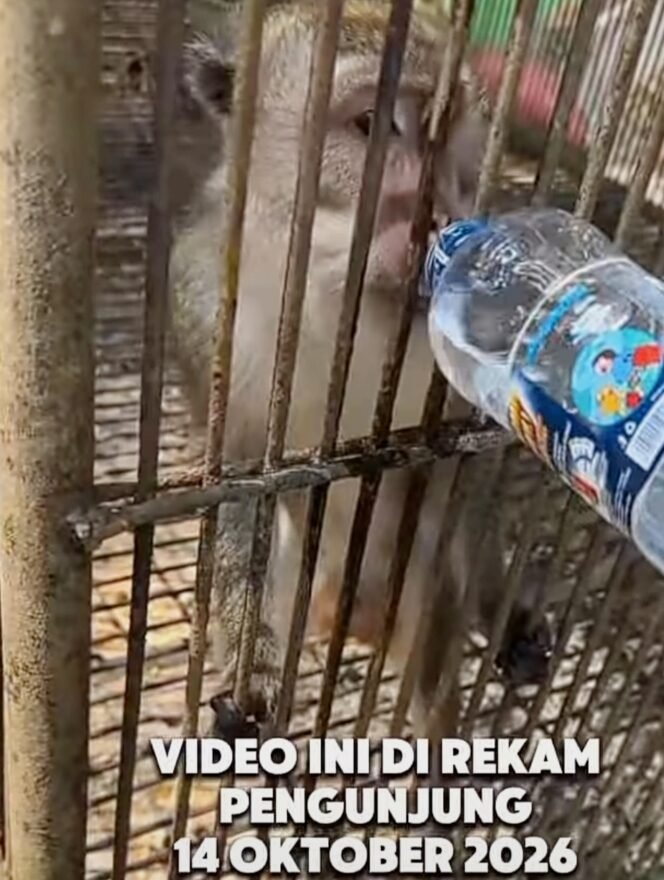 
 Foto Tangkapan Layar Instagram Satulampung.id tentang satwa yang diduga kehausan dan kelaparan di Bumi Kedaton