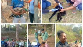 Penyerahan satwa Bumi Kedaton kepada petugas BKSDA Provinsi Lampung, Kamis 15 Oktober 2026. Foto Istimewa 