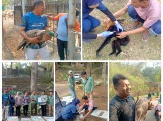 Penyerahan satwa Bumi Kedaton kepada petugas BKSDA Provinsi Lampung, Kamis 15 Oktober 2026. Foto Istimewa 