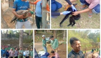 Penyerahan satwa Bumi Kedaton kepada petugas BKSDA Provinsi Lampung, Kamis 15 Oktober 2026. Foto Istimewa 