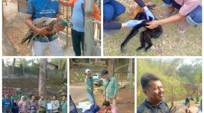 Penyerahan satwa Bumi Kedaton kepada petugas BKSDA Provinsi Lampung, Kamis 15 Oktober 2026. Foto Istimewa 