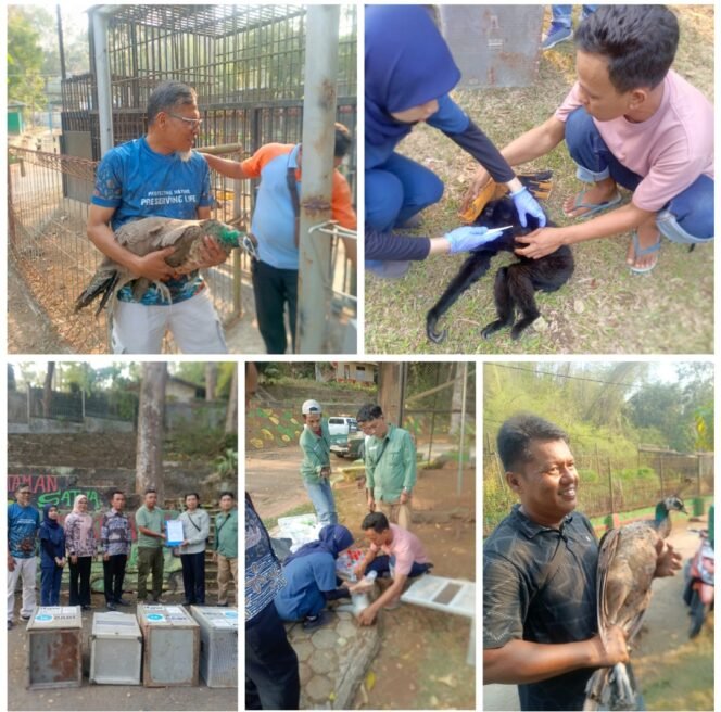 
 Penyerahan satwa Bumi Kedaton kepada petugas BKSDA Provinsi Lampung, Kamis 15 Oktober 2026. Foto Istimewa 